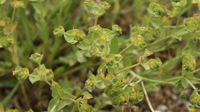 Euphorbia terracina / Euforbia di Terracina